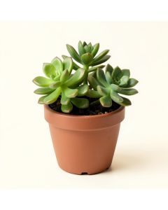 Assorted Succulent Plant In Pot (synthetic illustration; no displayed measurements)