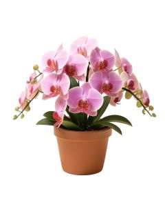 Orchids Floral Arrangement In Pot