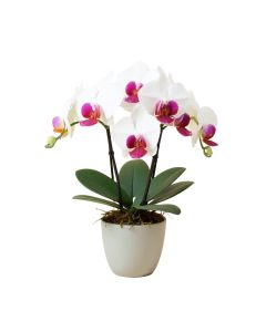 Phalaenopsis Orchid Floral Arrangement In Vase