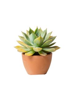Succulent - Print On Canvas