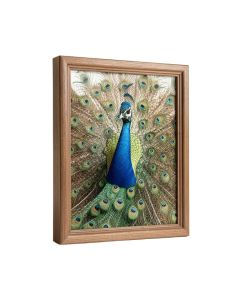 `` Peacock '' - 2 Piece Wrapped Canvas Print (synthetic illustration; no displayed measurements)