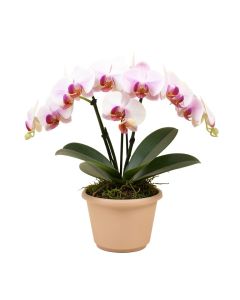 Phalaenopsis Silk Orchids Floral Arrangement In Planter