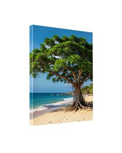 Green Tree On Beach In Kauai Hawaii Photographic Print On Wrapped Canvas