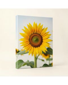 Sunflower Photographic Print On Canvas (synthetic illustration; no displayed measurements)