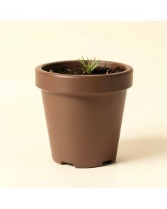 Eugenia Plastic Pot Planter (synthetic illustration; no displayed measurements)