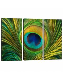 Peacock Feather - 3 Piece Graphic Art On Wrapped Canvas Set