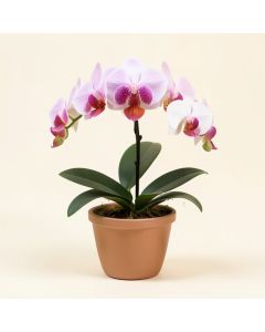 Phalaenopsis Orchid Floral Arrangement In Planter (synthetic illustration; no displayed measurements)