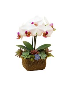 Real Touch Phalaenopsis Silk Orchid With Succulents Floral Arrangement