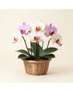 Artificial Chocolate Phalaenopsis Orchids Floral Arrangements In Basket (synthetic illustration; no displayed measurements)