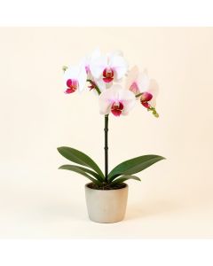 Phalaenopsis Artificial Orchid Stem (synthetic illustration; no displayed measurements)