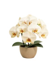 25 '' Phalaenopsis Orchid Silk Flower Arrangement -Cream