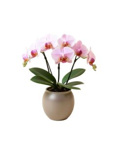Artificial Phalaenopsis Orchids Floral Arrangement In Vase