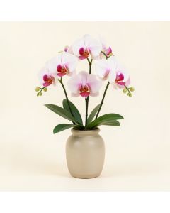 Phalaenopsis Orchid Centerpiece In Vase (synthetic illustration; no displayed measurements)