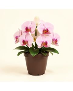 Artificial Orchid Floral Arrangement In Planter (synthetic illustration; no displayed measurements)