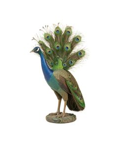 Dureau Peacock Decor