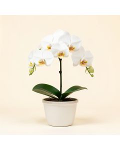 52 '' Phalaenopsis Orchid Silk Flower Arrangement -White (synthetic illustration; no displayed measurements)