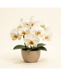 25 '' Phalaenopsis Orchid Silk Flower Arrangement -Cream (synthetic illustration; no displayed measurements)