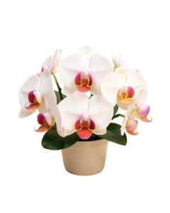 Mini Phalaenopsis Orchids Floral Arrangement