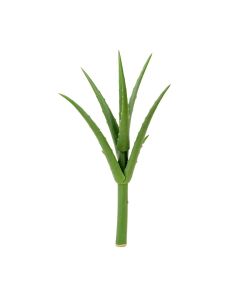 Aloe Vera Floor Stem