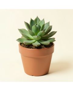 Succulents Plant In Pot (synthetic illustration; no displayed measurements)