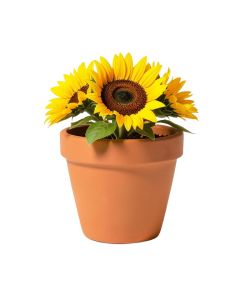 Matelles Raised Sunflower Terracotta Pot Planter