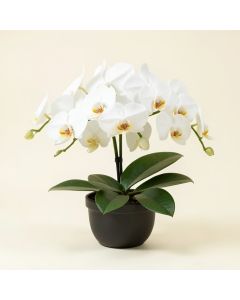 30 '' Phalaenopsis Orchid Silk Flower Arrangement -White (synthetic illustration; no displayed measurements)