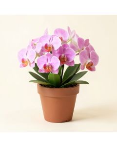Orchid Floral Centerpiece In Pot (synthetic illustration; no displayed measurements)