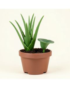 2 Piece Aloe And Lotus Plant Set In Pot (synthetic illustration; no displayed measurements)