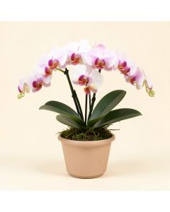 Phalaenopsis Silk Orchids Floral Arrangement In Planter (synthetic illustration; no displayed measurements)