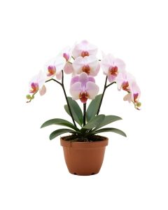 Artificial Phalaenopsis Orchids Floral Arrangements In Planter