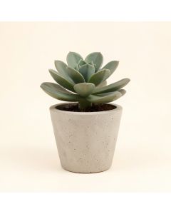 Concrete Succulent Plant In Pot (synthetic illustration; no displayed measurements)
