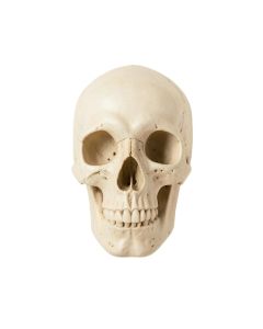 Buck Skull Wall Décor