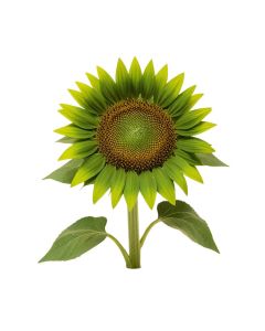 12 Inch Green Sunflower With Leaves