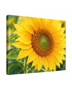 Just A Sunflower Photographic Print On Wrapped Canvas
