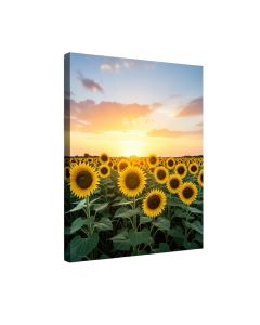 Beauty Sunset Over Sunflowers Field - Wrapped Canvas Photograph Print