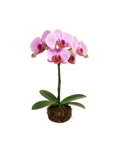 Phalaenopsis Artificial Orchids Stem