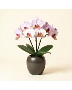 Artificial Cymbidium Orchids Floral Arrangement In Vase (synthetic illustration; no displayed measurements)