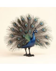Brass Peacock (synthetic illustration; no displayed measurements)