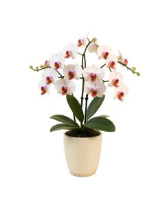 Phalaenopsis And Philo Leaf Artificial Orchids Floral Arrangement In Vase