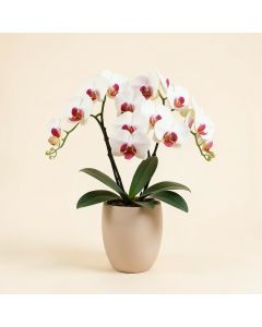 Phalaenopsis Artificial Orchids Floral Arrangement In Vase (synthetic illustration; no displayed measurements)