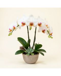 6-Stem Phalaenopsis Silk Orchids With Succulents Floral Arrangement (synthetic illustration; no displayed measurements)