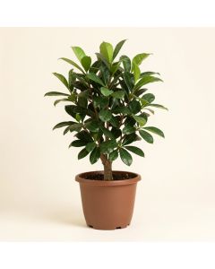 Live Arboricola Plant In Pot (synthetic illustration; no displayed measurements)