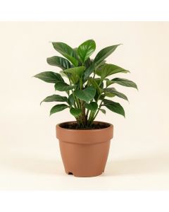 Live Plant In Pot (synthetic illustration; no displayed measurements)