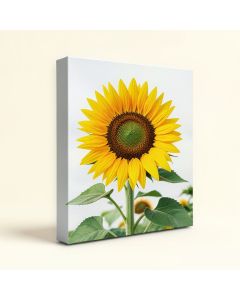 Sunflower Studio Print On Canvas (synthetic illustration; no displayed measurements)