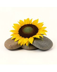 Sunflower 3 Piece Stepping Stone Set (synthetic illustration; no displayed measurements)