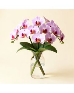 Phalaenopsis Orchids Floral Arrangements In Glass Vase (synthetic illustration; no displayed measurements)