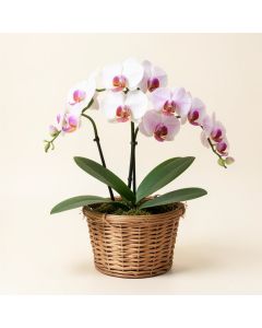 Artificial Phalaenopsis Orchid Floral Arrangements In Basket (synthetic illustration; no displayed measurements)