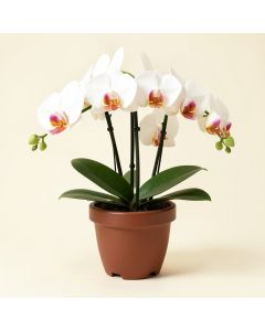 Double Phalaenopsis Silk Orchids Floral Arrangement In Pot (synthetic illustration; no displayed measurements)