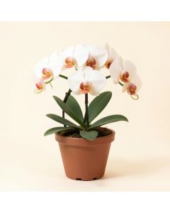 Artificial Phalaenopsis Orchids Floral Arrangement In Pot (synthetic illustration; no displayed measurements)