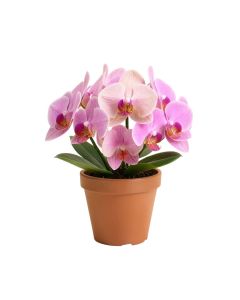 Orchids Floral Arrangements In Pot